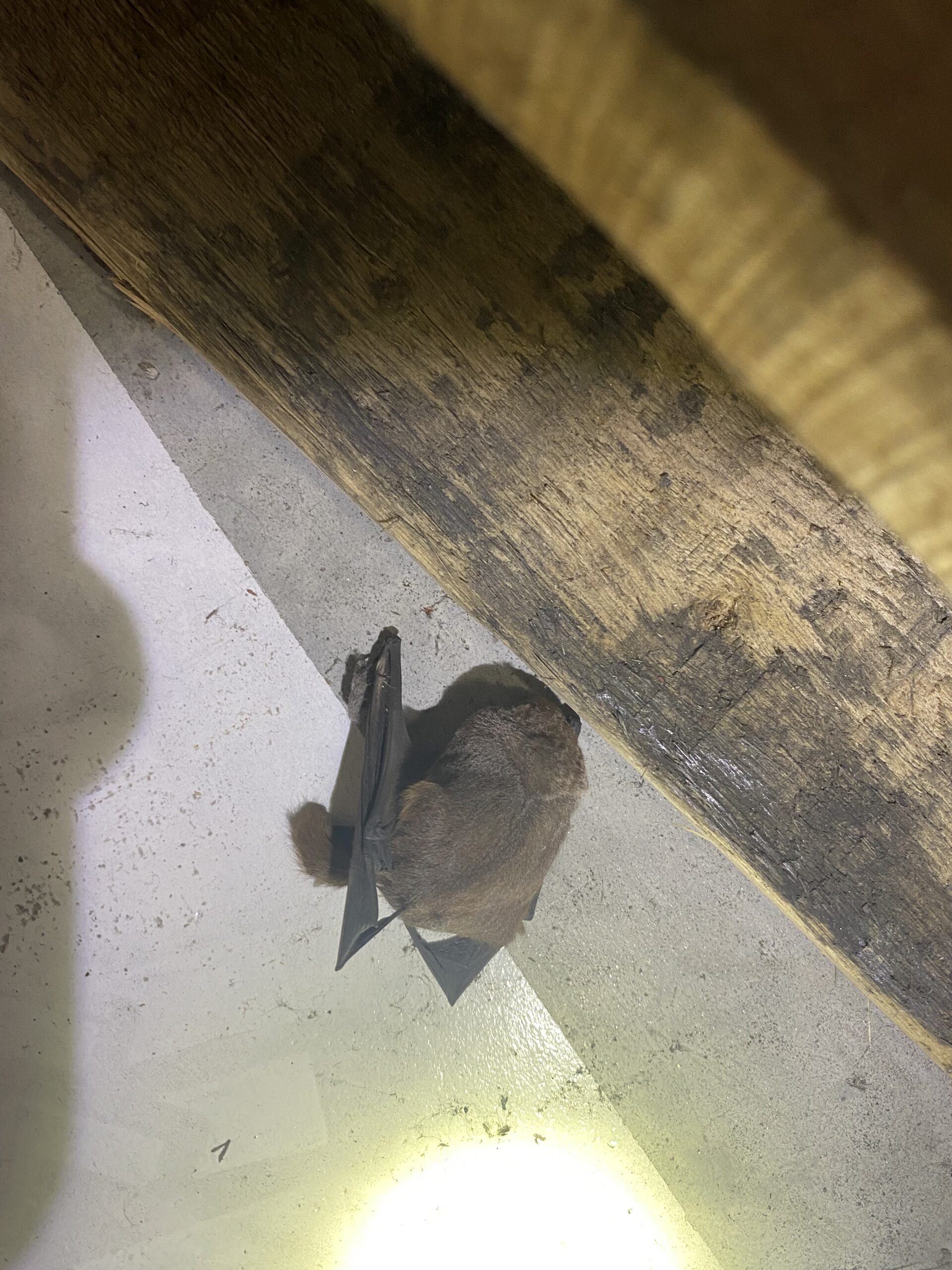 Bat roosting in a metro Atlanta warehouse before humane exclusion by Resolute Pest Management
