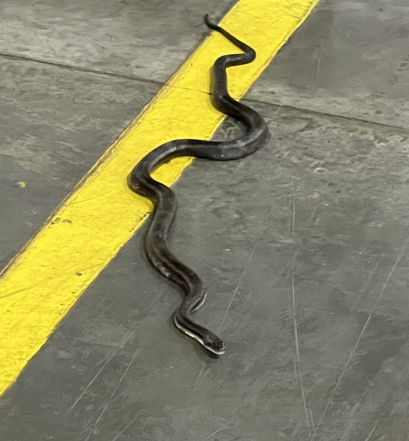 Rat snake on a warehouse floor in metro Atlanta before removal by Resolute Pest Management